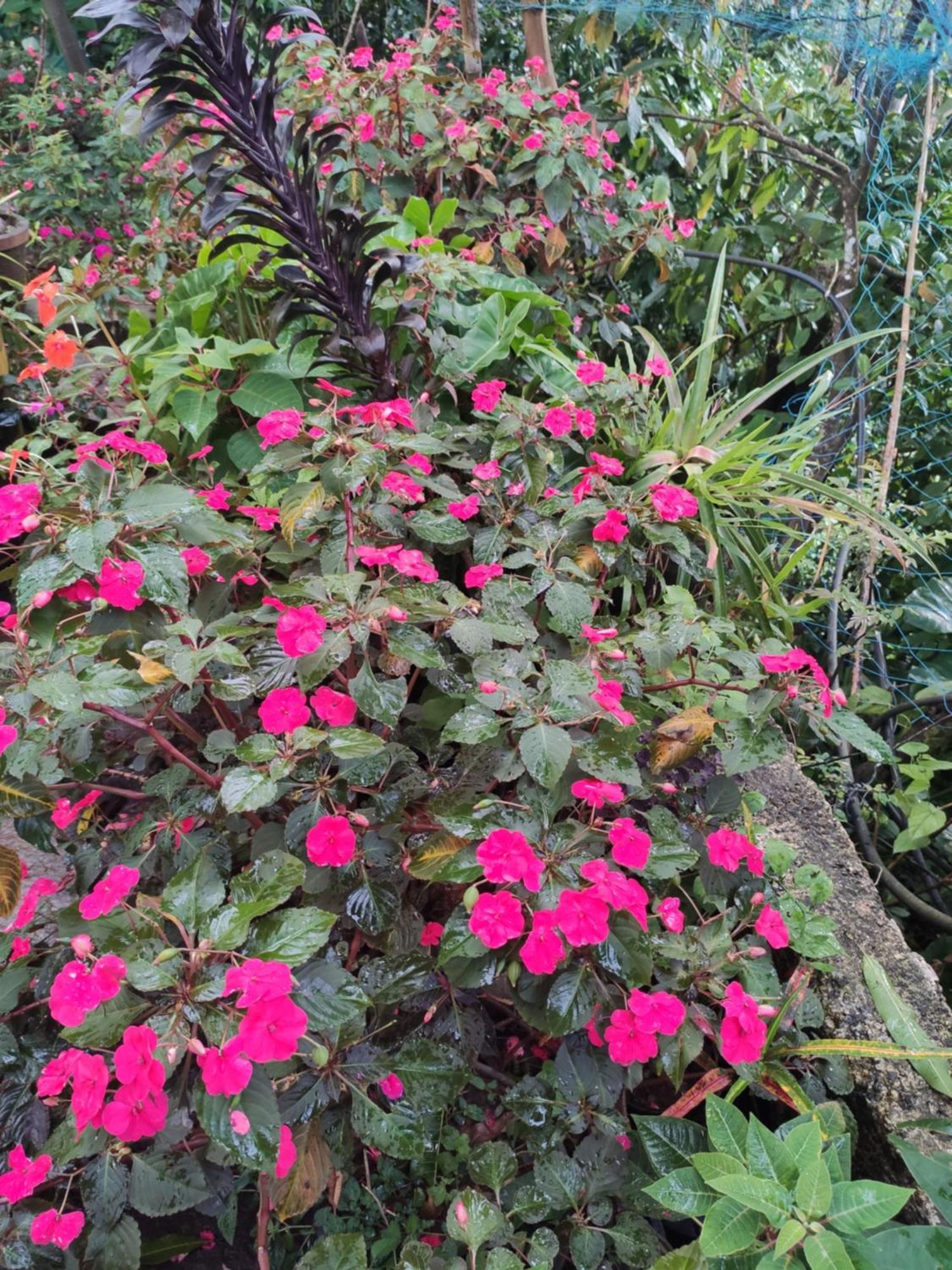Soly'S Villa Homestay Munnar Pokoj fotografie